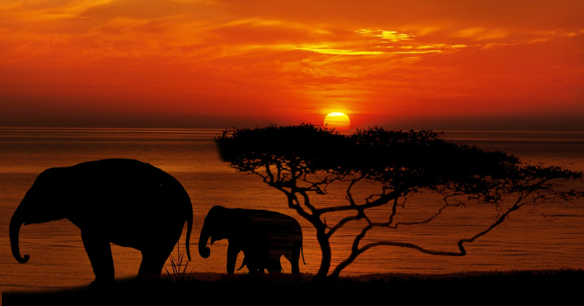 Africa landscape for historical adventure novel